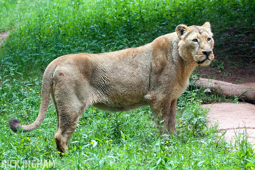 Asiatic Lion