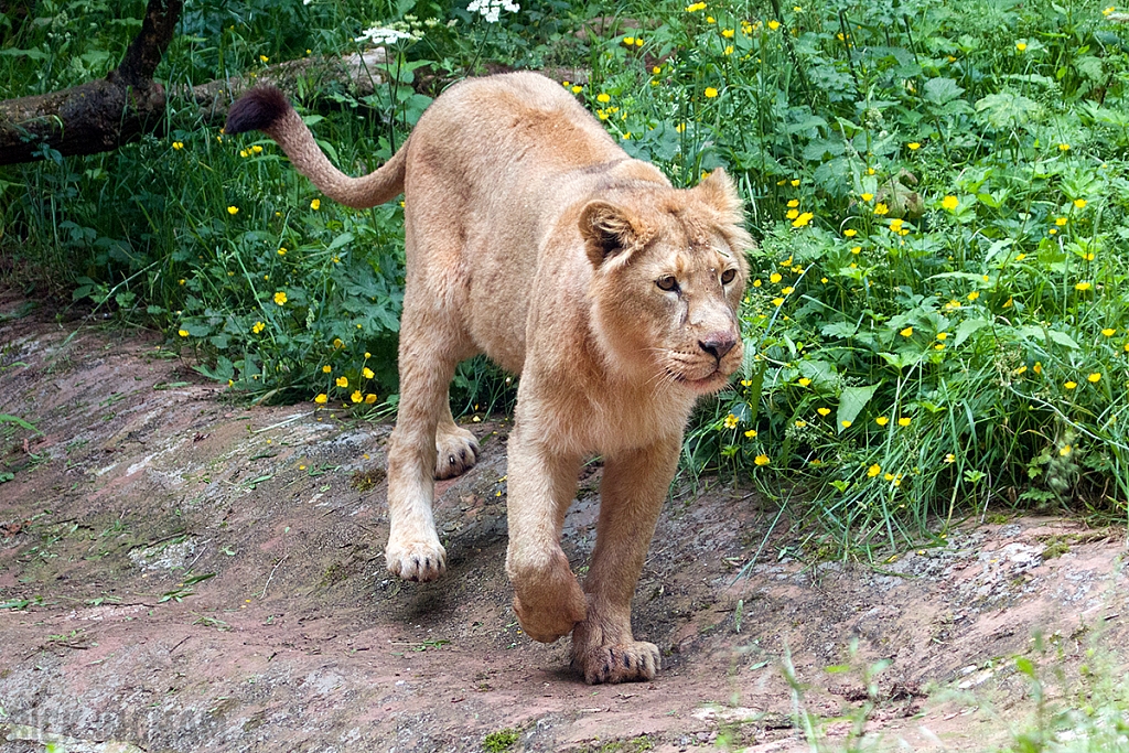 Asiatic Lion