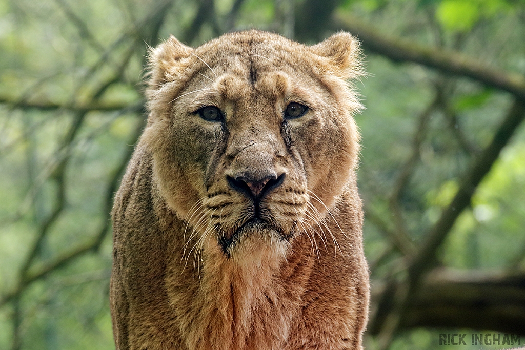 Asiatic Lion