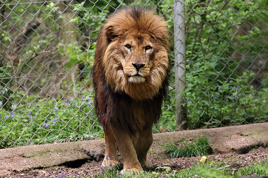 African Lion