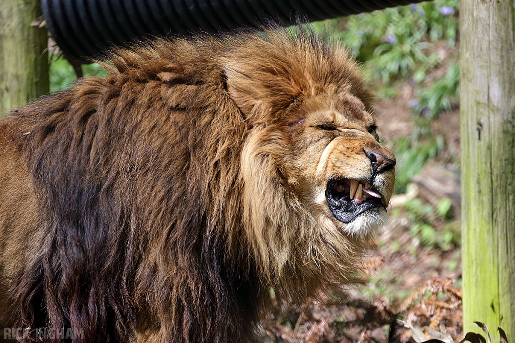 African Lion