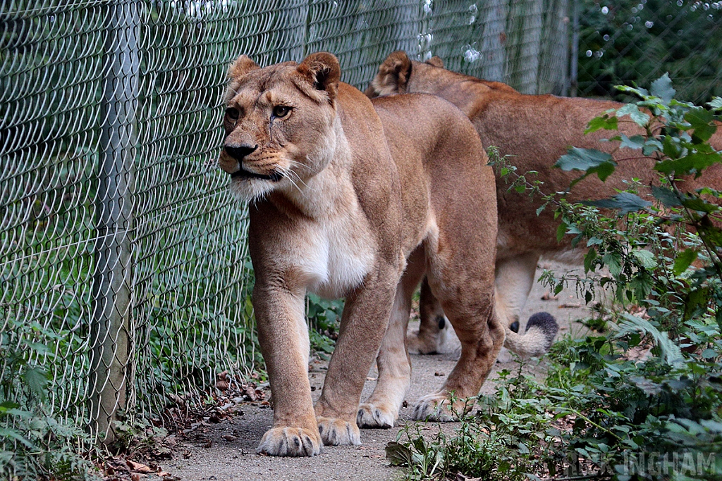 African Lion