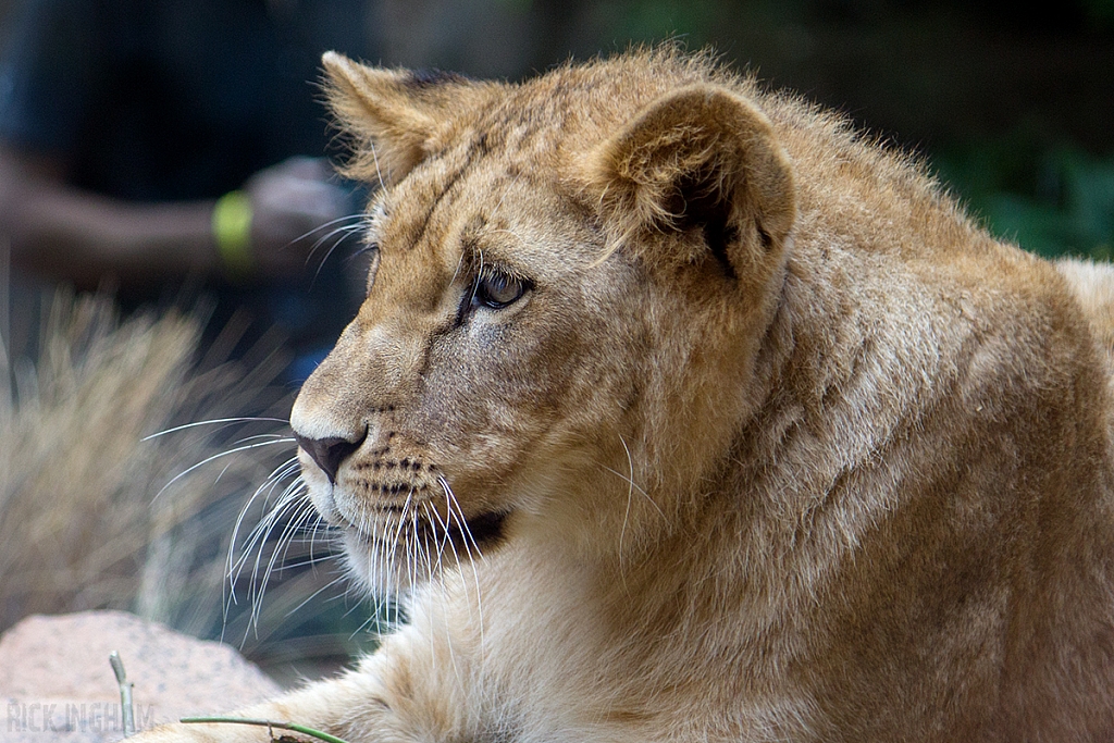 African Lion