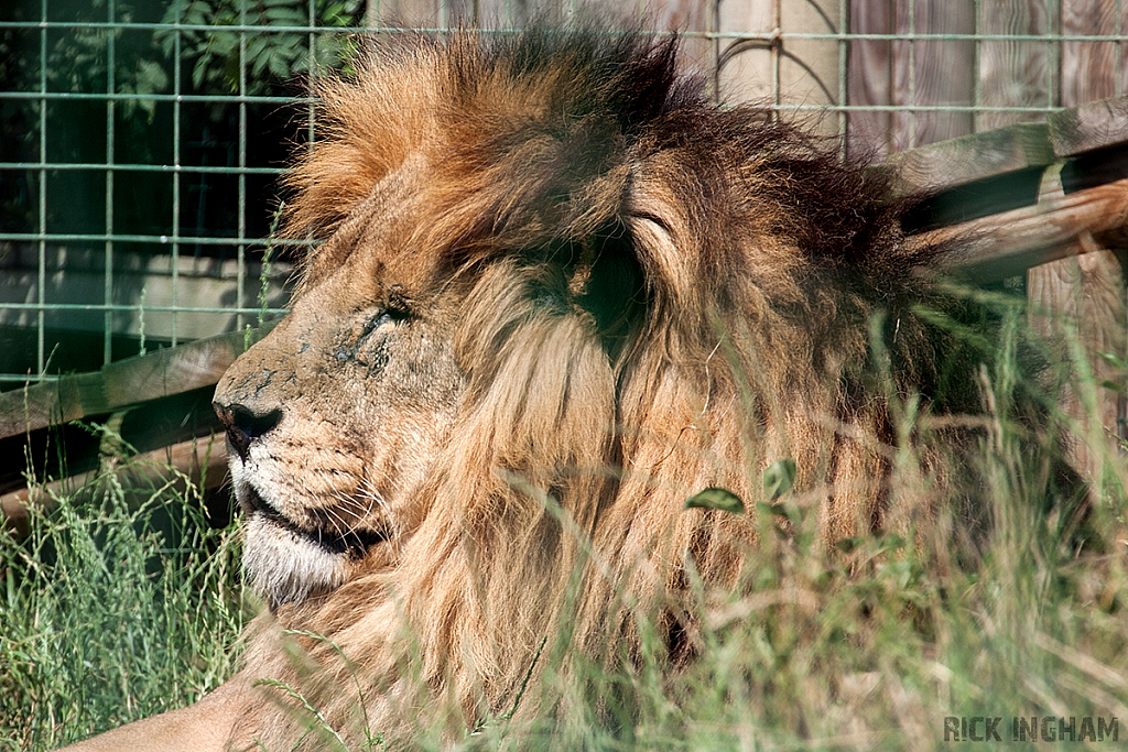 African Lion