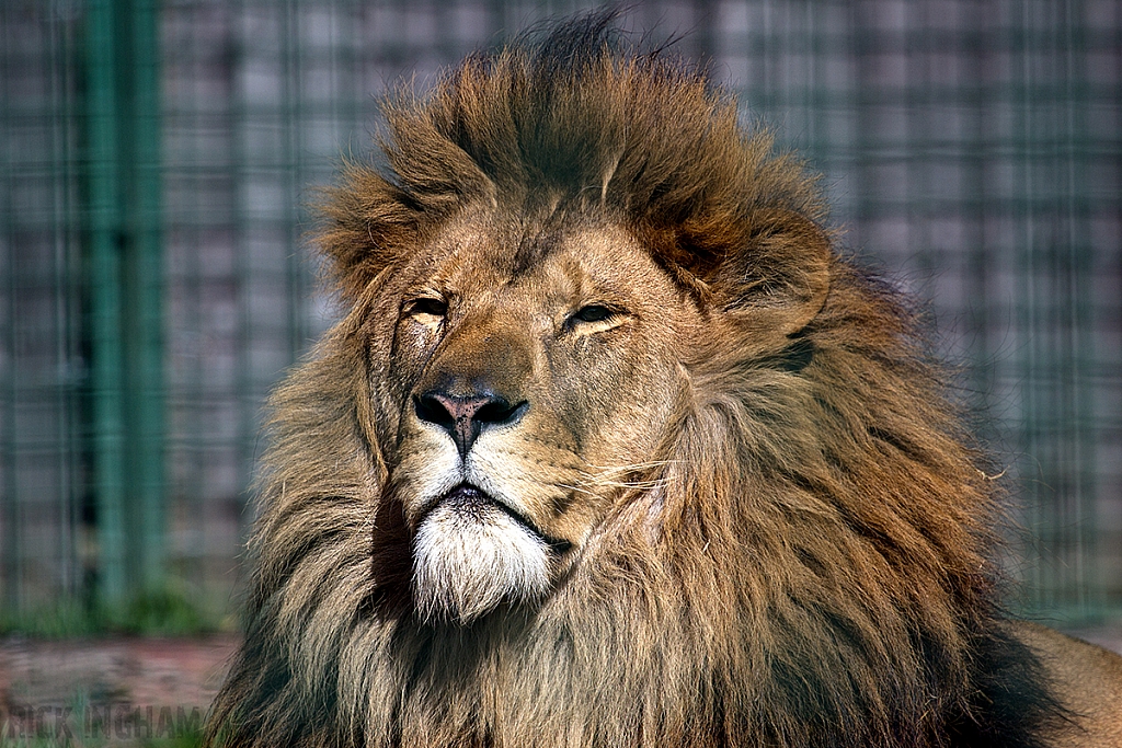 African Lion