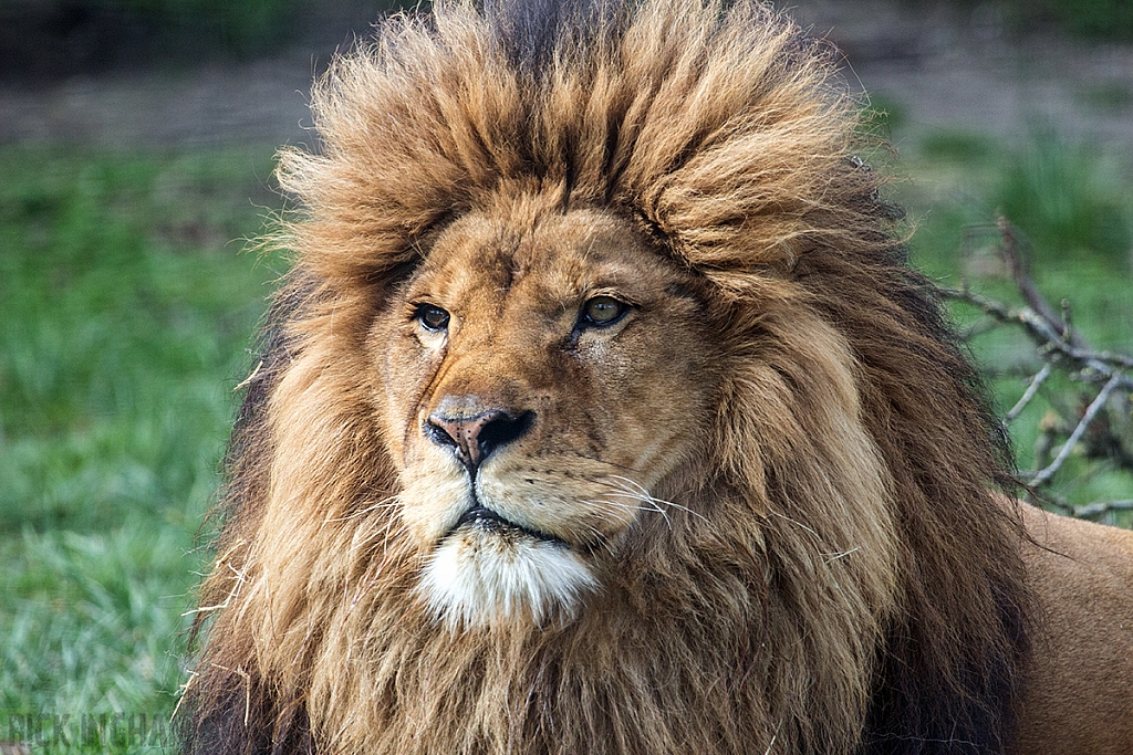 African Lion