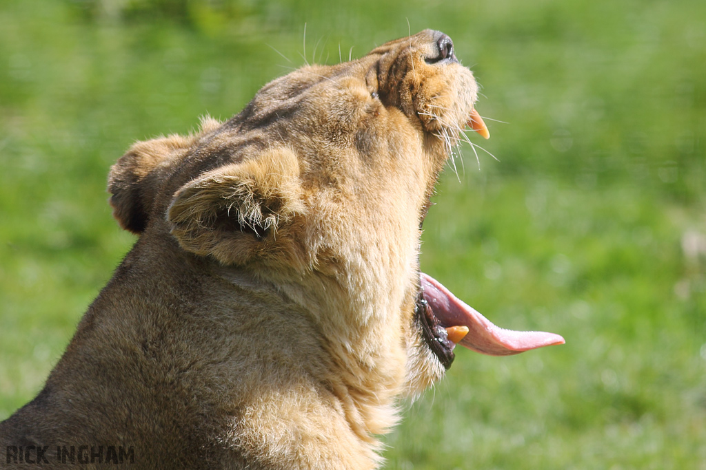 Asiatic Lion