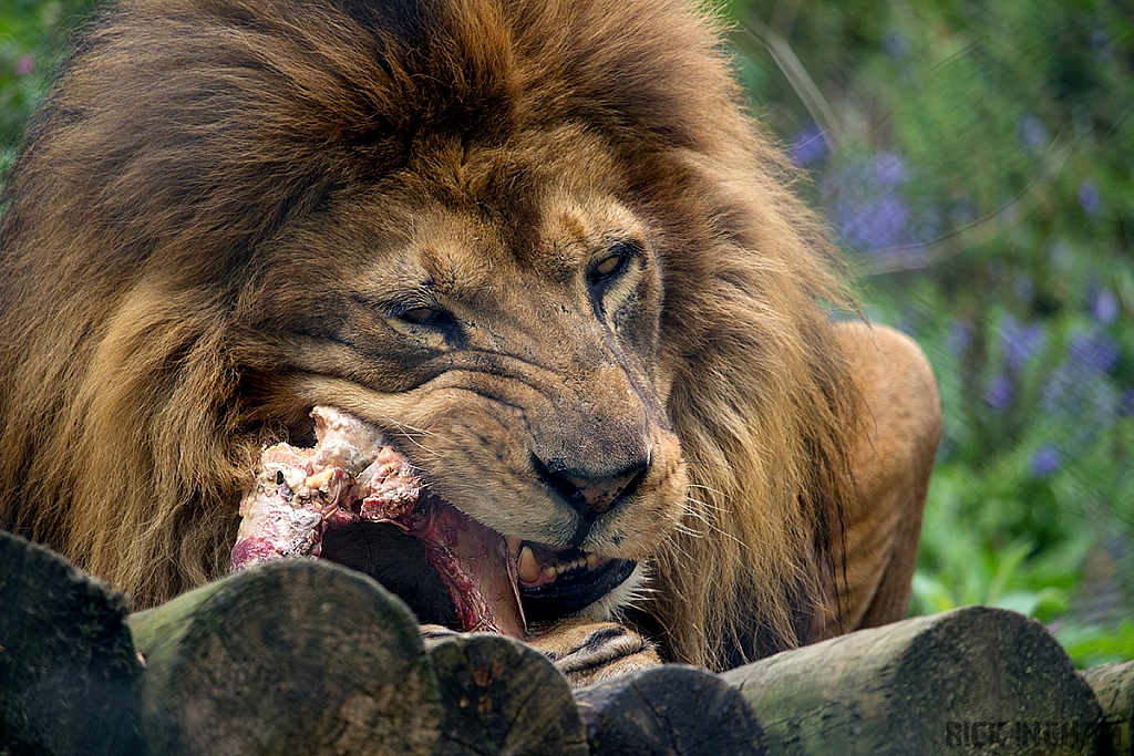 African Lion