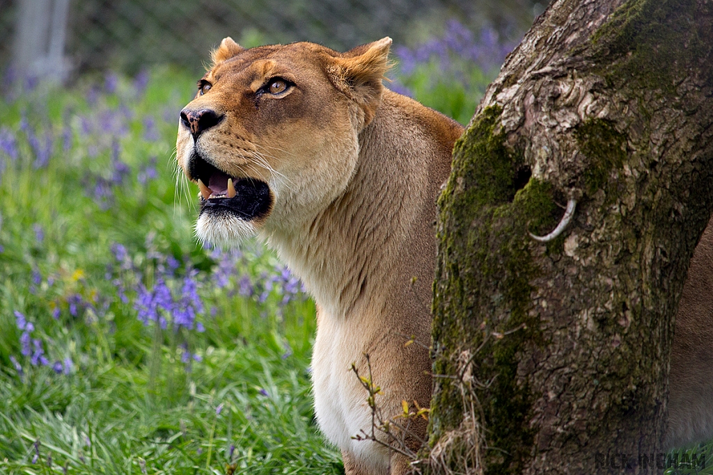 African Lion