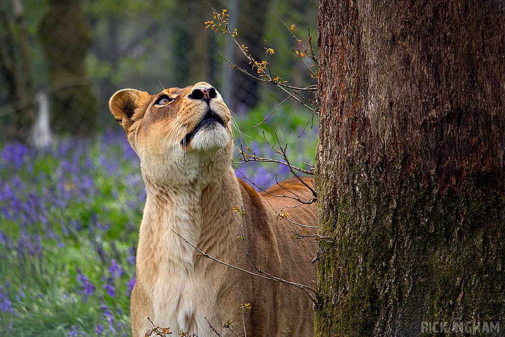 African Lion