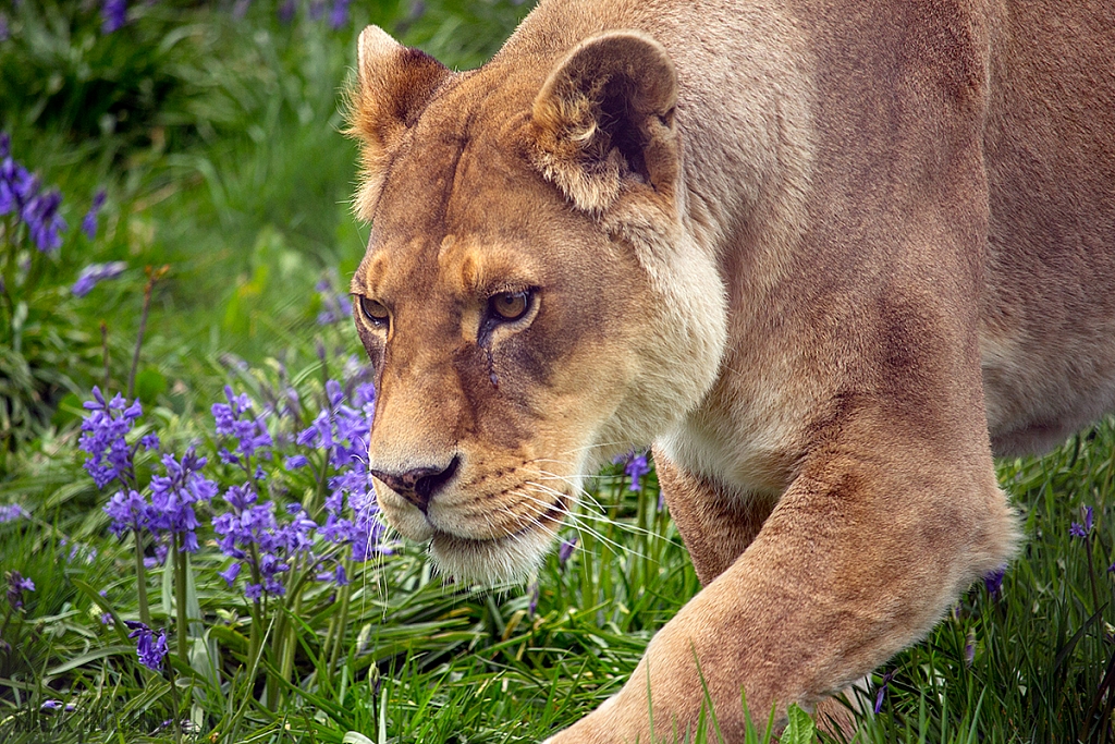 African Lion