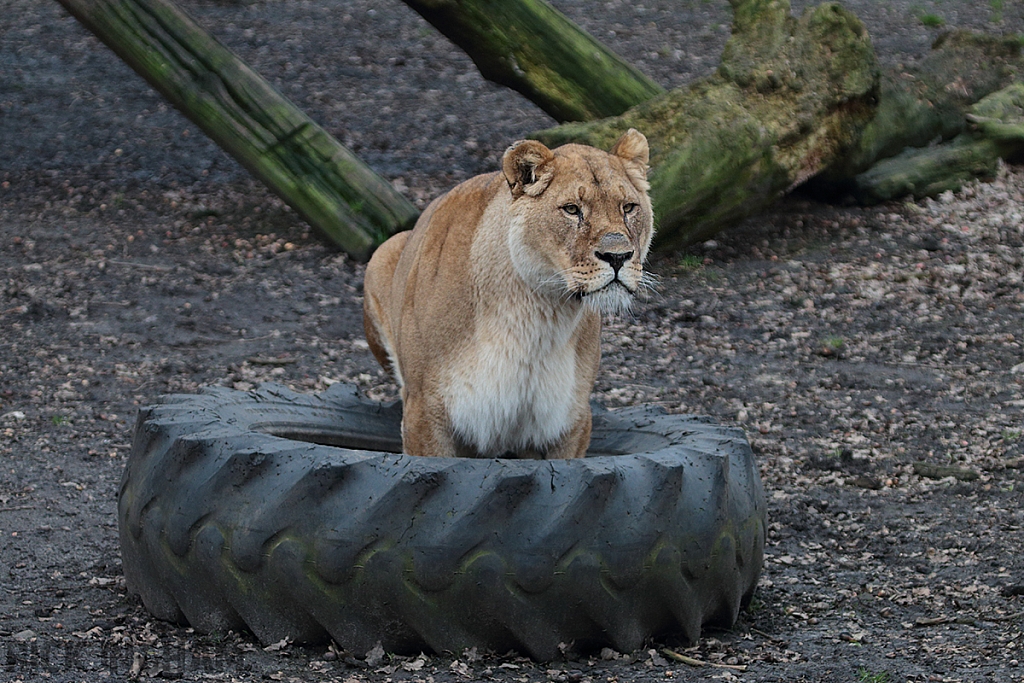 African Lion