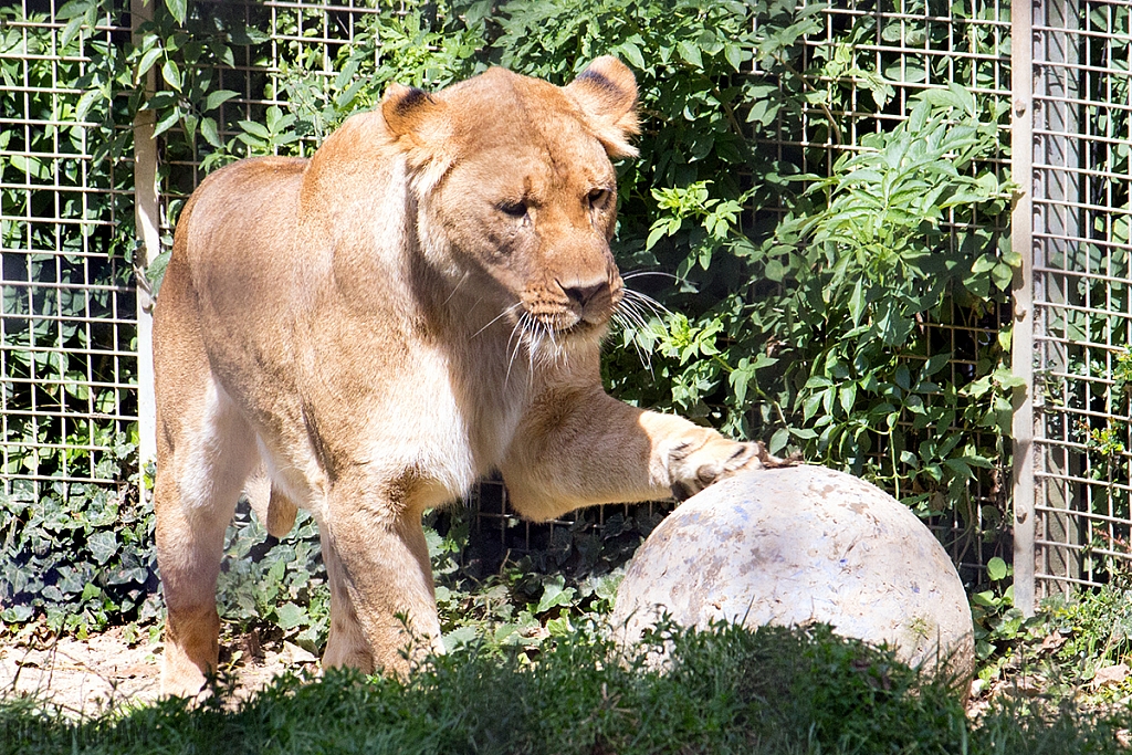 African Lion