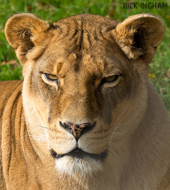 African Lion