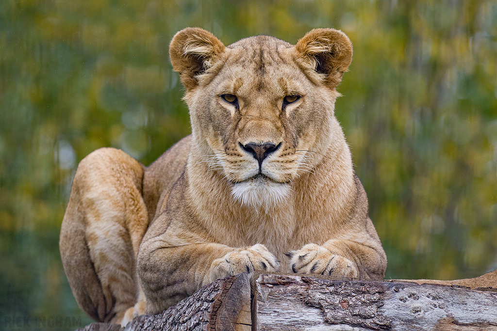African Lion