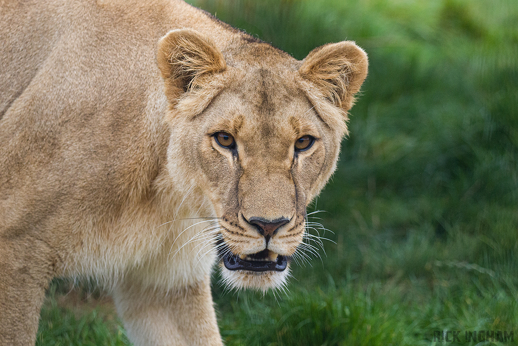 African Lion