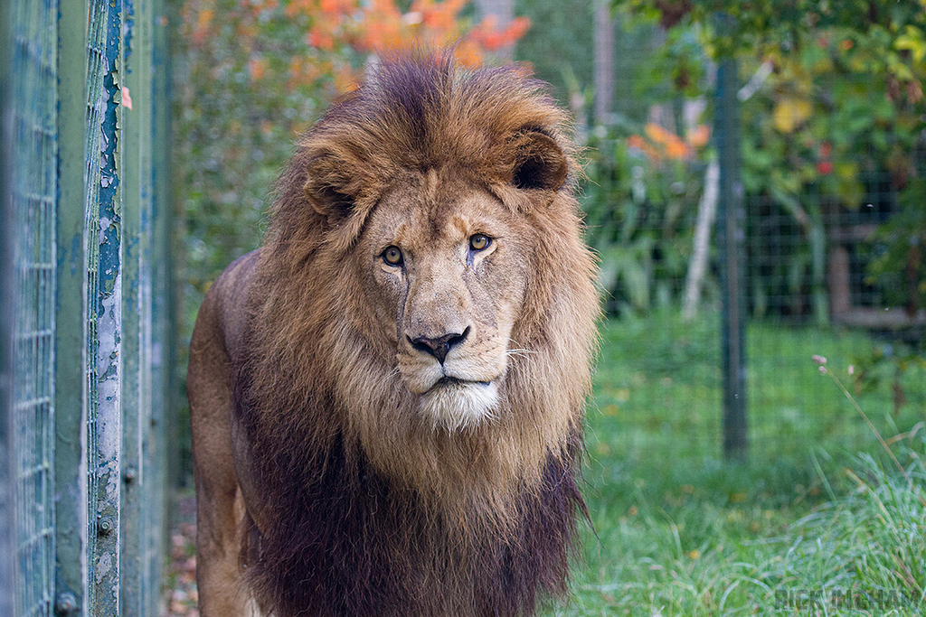 African Lion