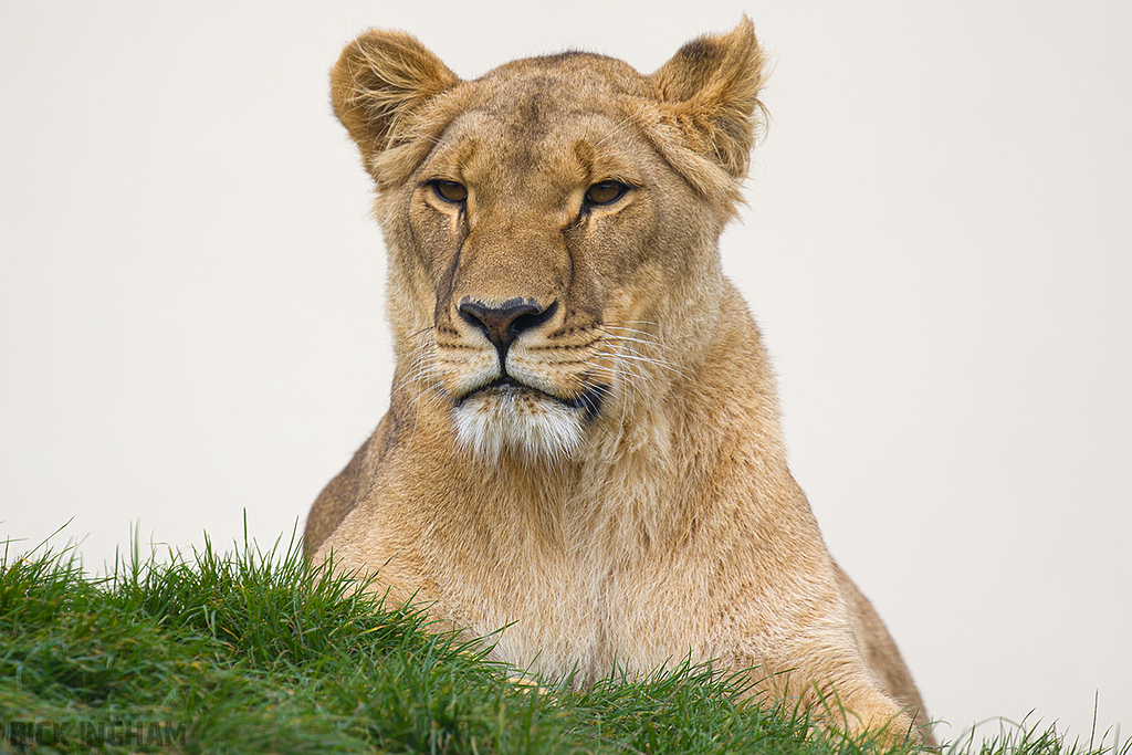 African Lion