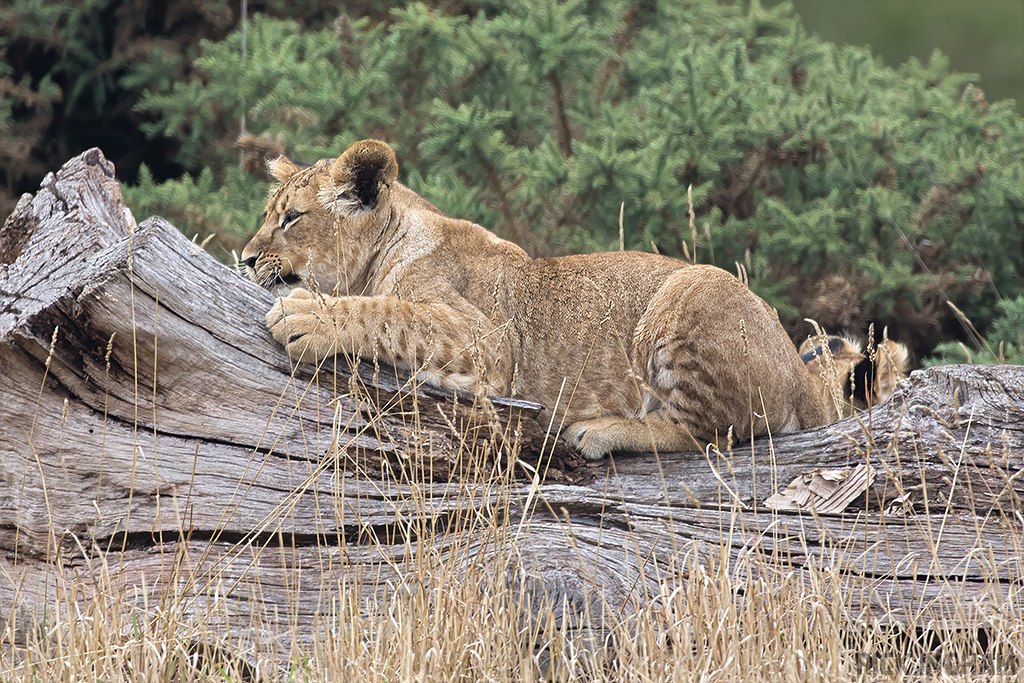 African Lion