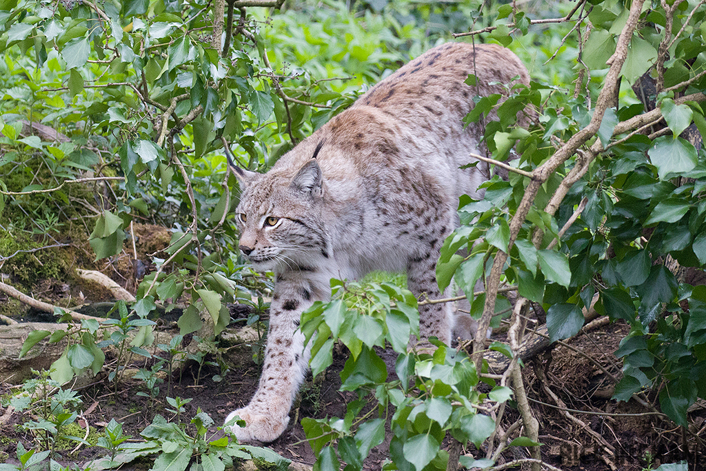 Eurasian Lynx