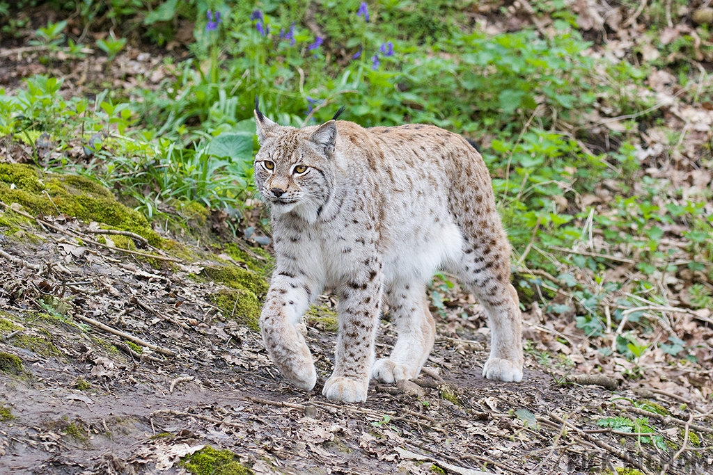 Eurasian Lynx