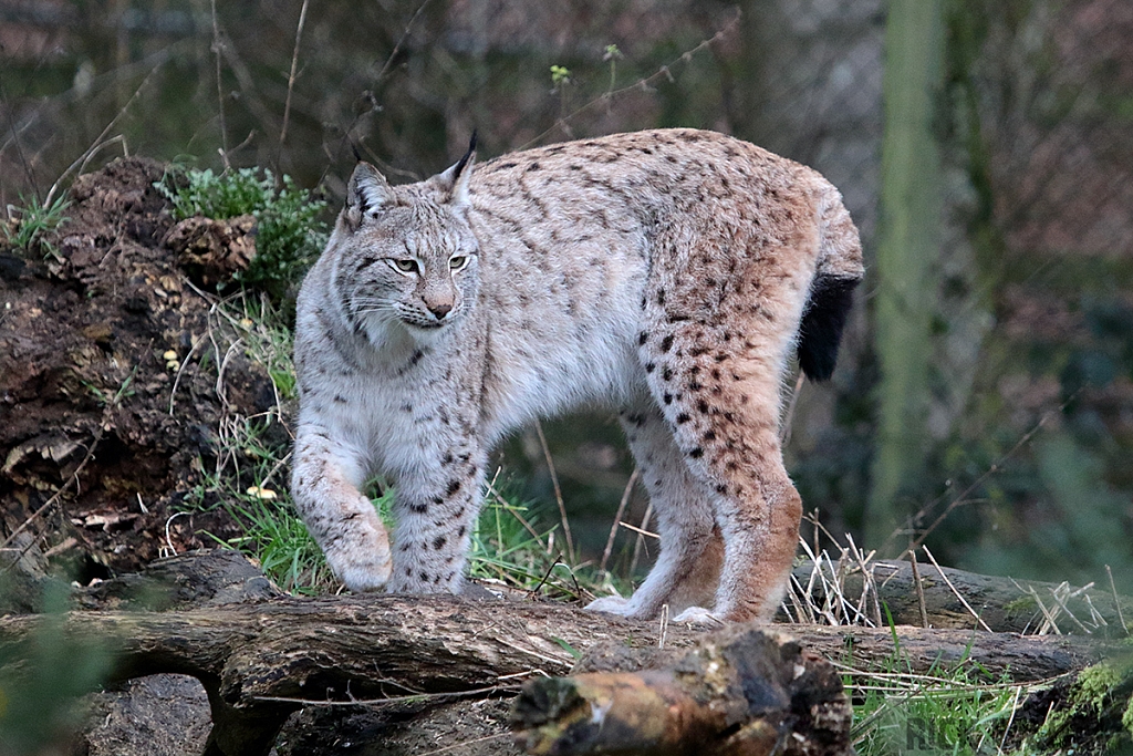 Eurasian Lynx