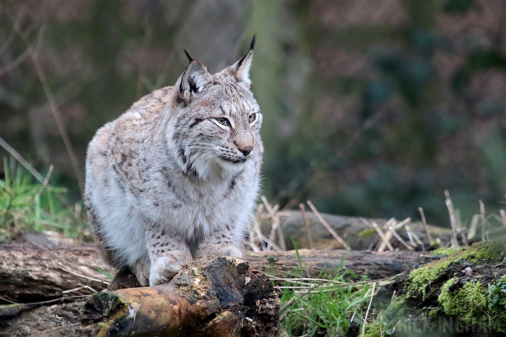 Eurasian Lynx