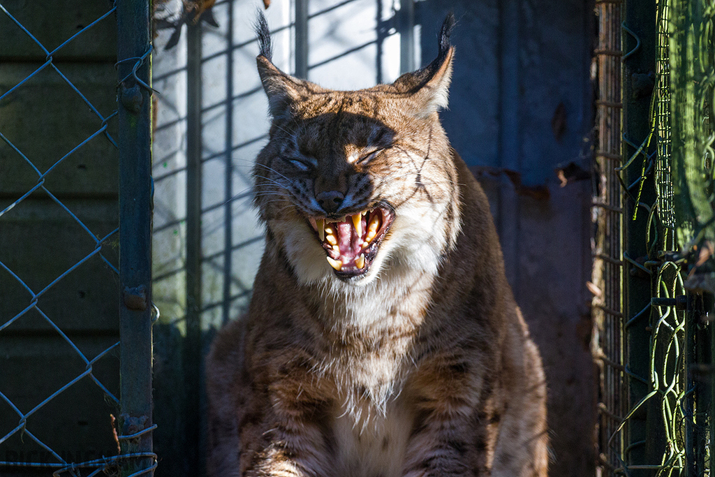 Carpathian Lynx