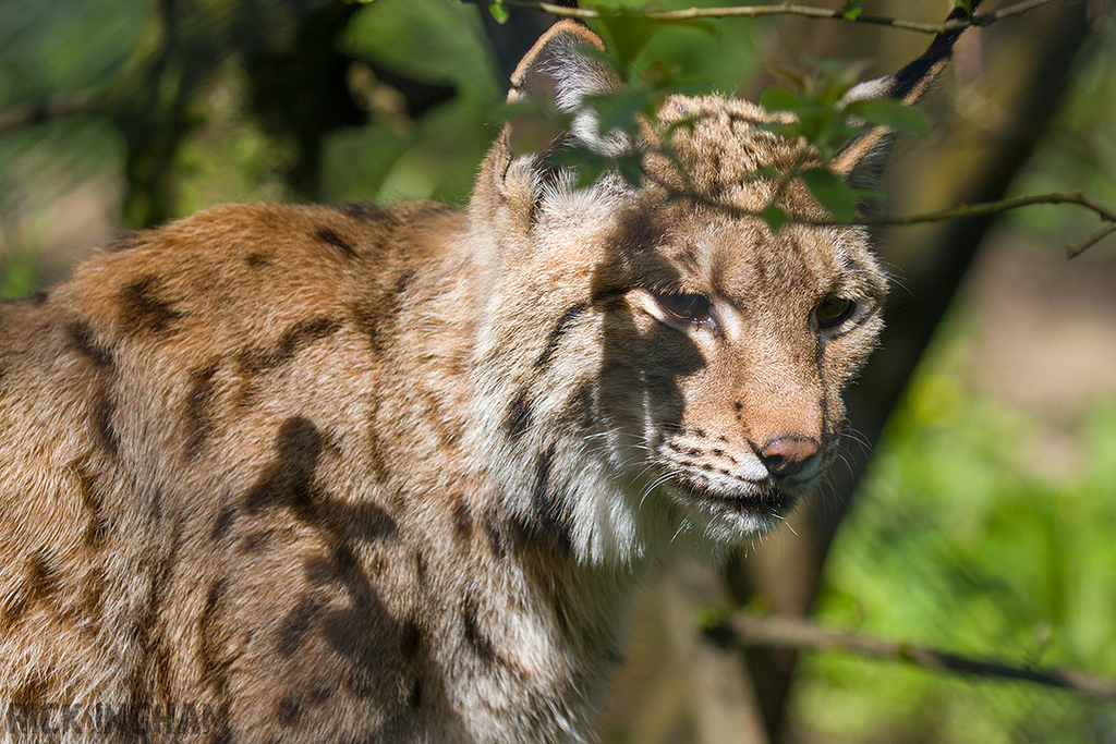 Carpathian Lynx