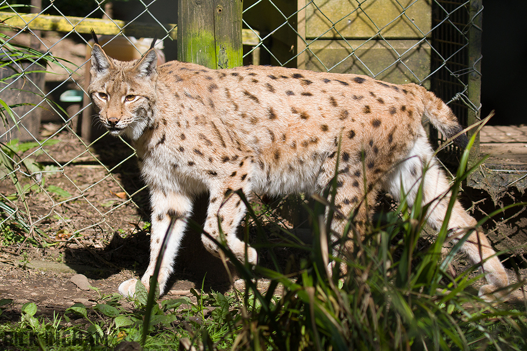 Carpathian Lynx