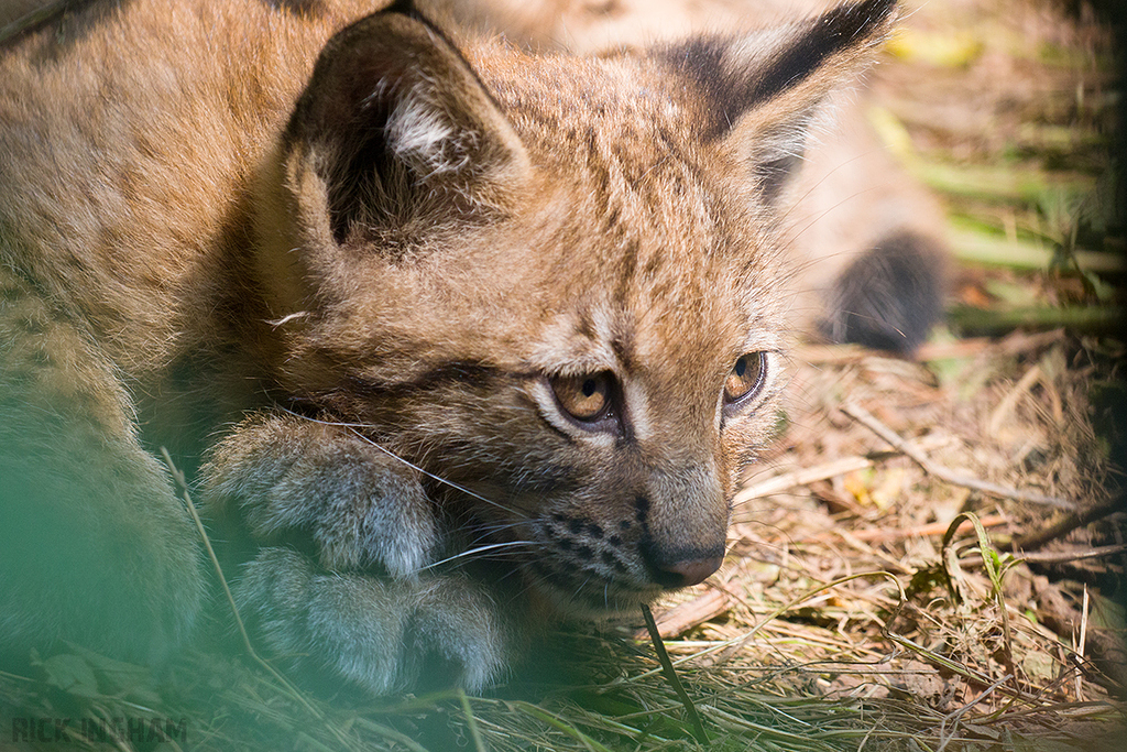 Carpathian Lynx