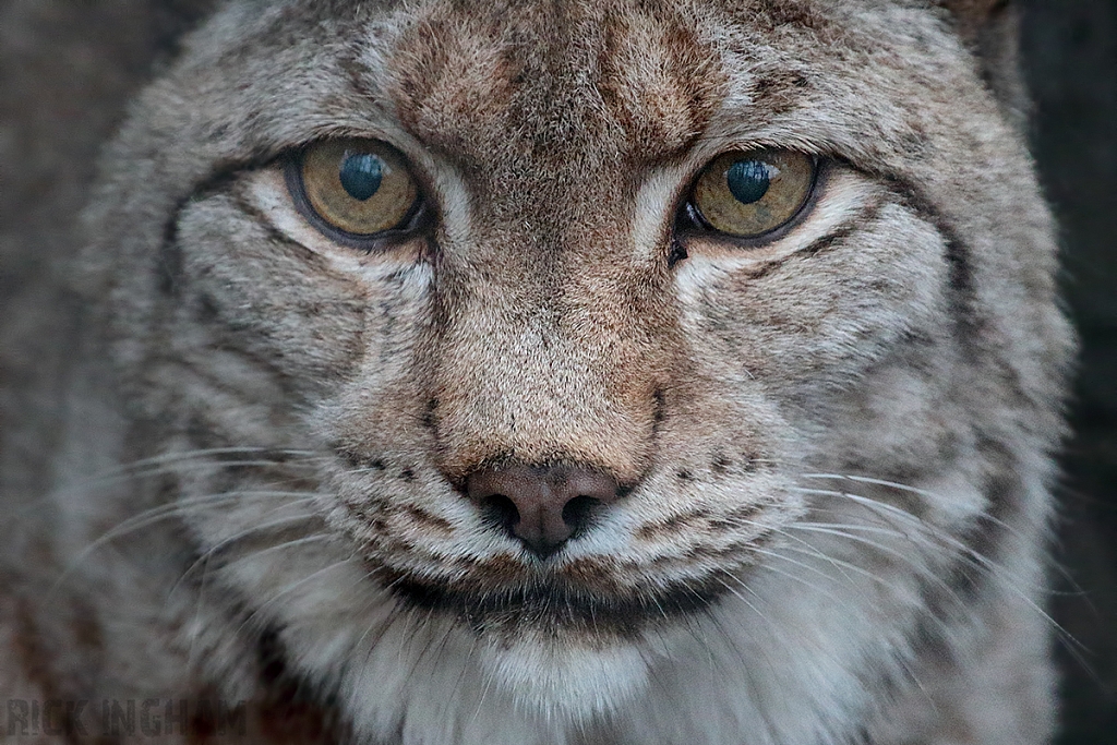 Eurasian Lynx