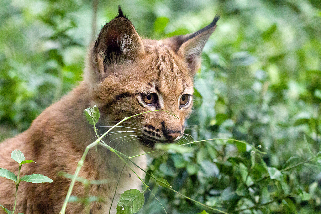 Carpathian Lynx