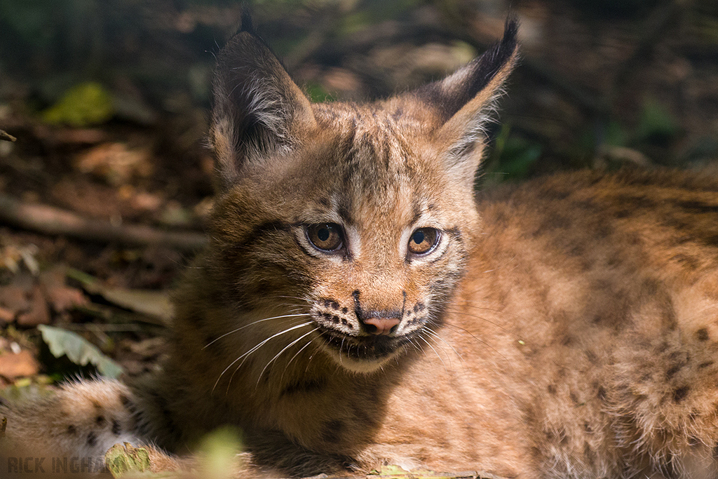 Carpathian Lynx