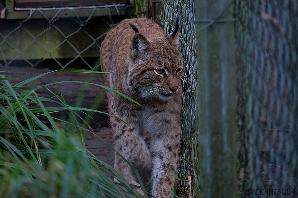 Carpathian Lynx