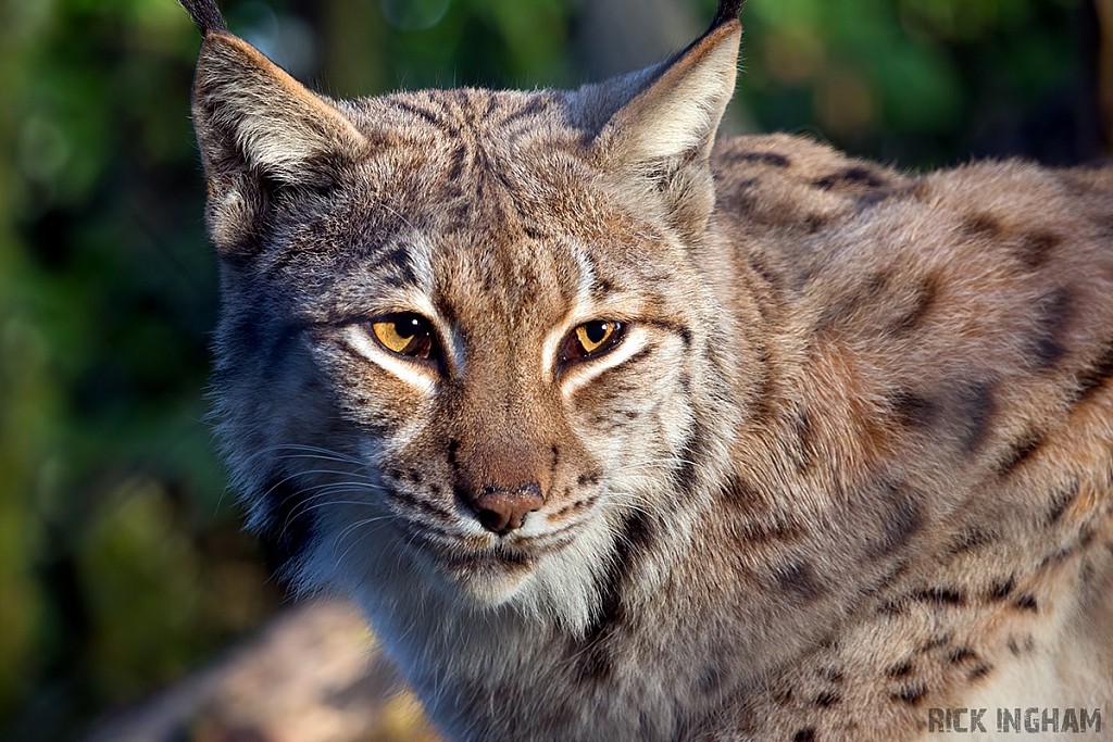 Carpathian Lynx