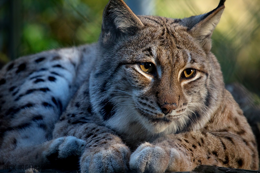 Carpathian Lynx