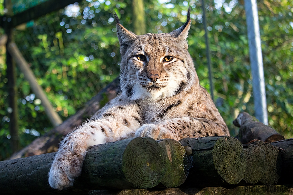 Carpathian Lynx