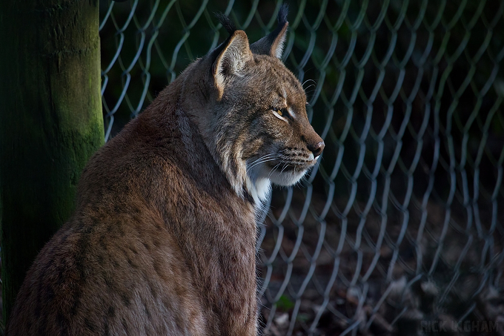 Carpathian Lynx