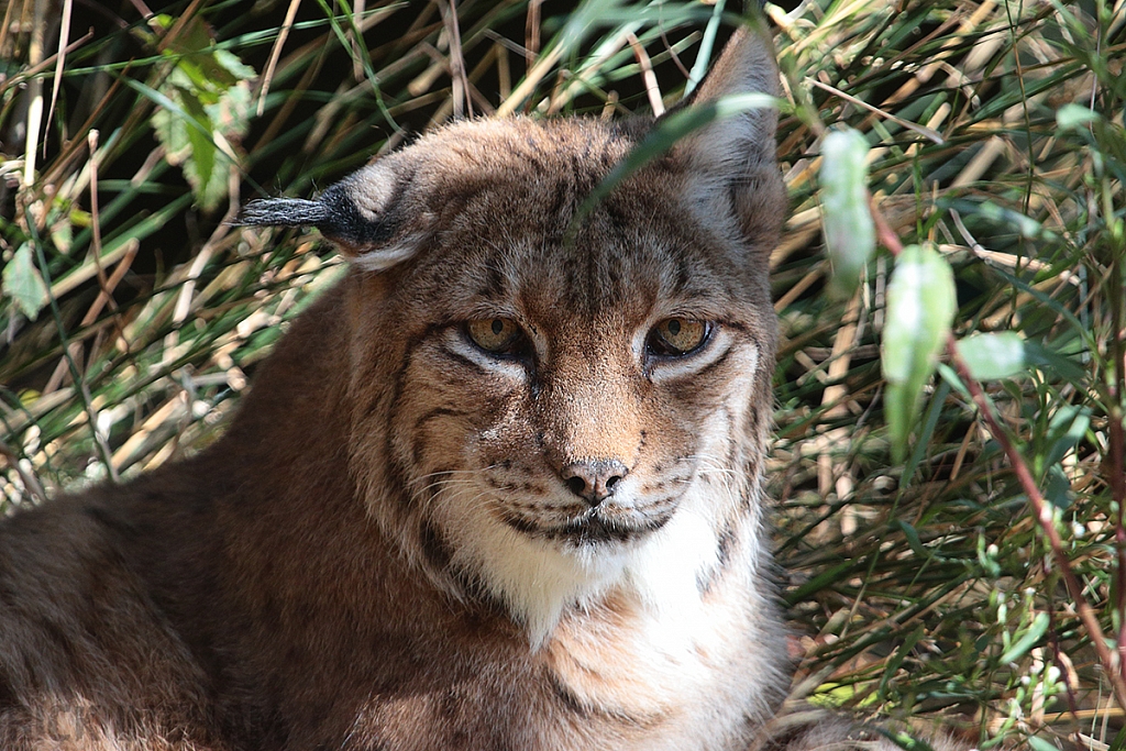 Eurasian Lynx