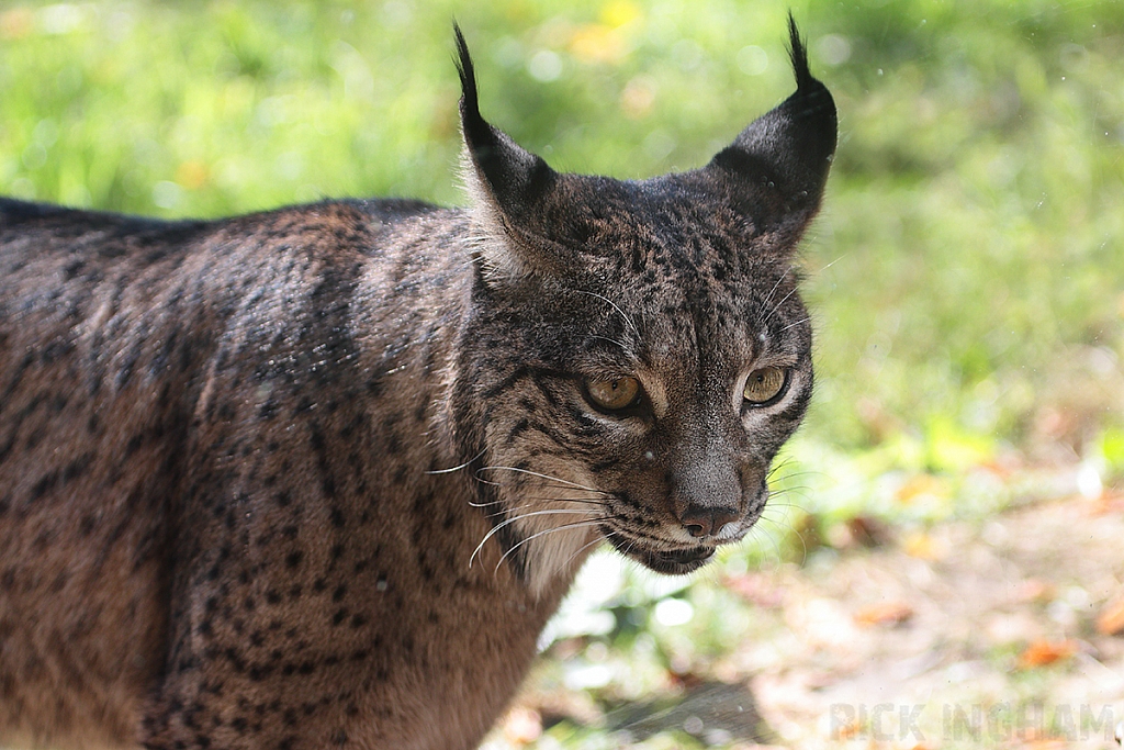 Iberian Lynx