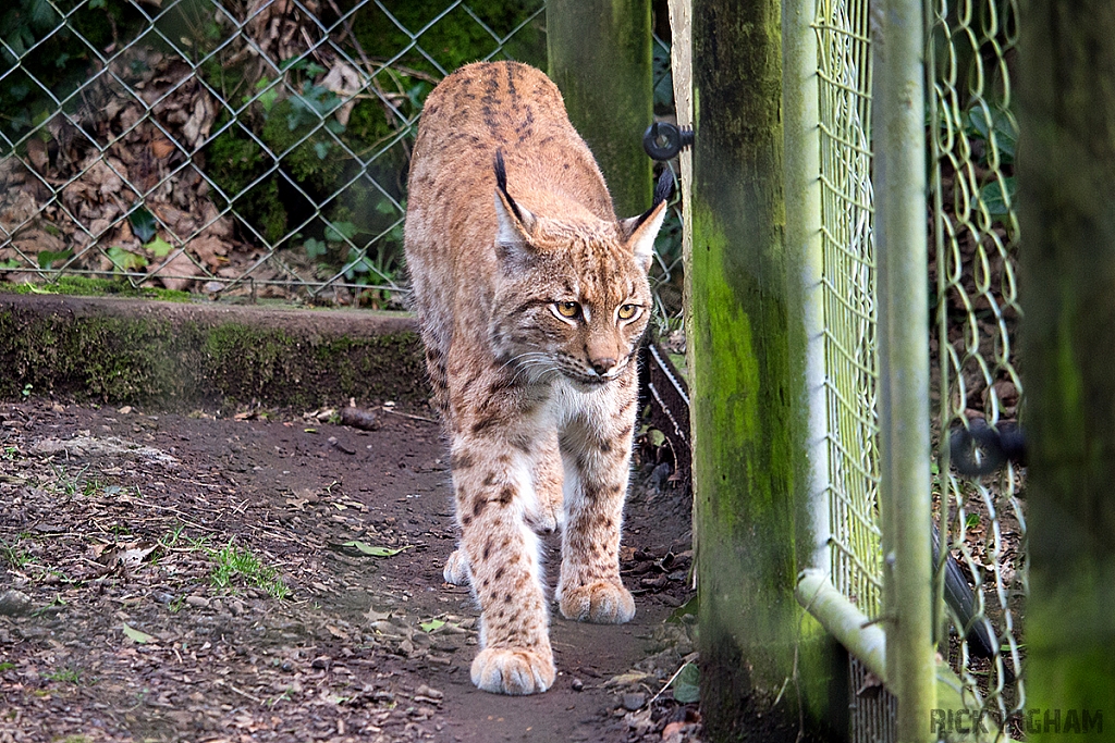 Carpathian Lynx