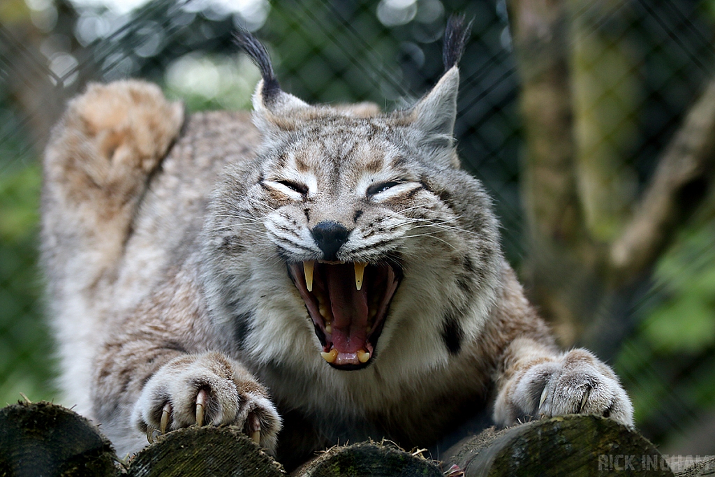 Siberian Lynx