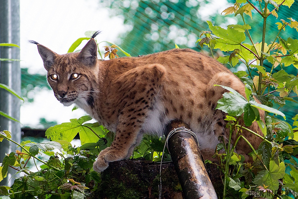 Carpathian Lynx