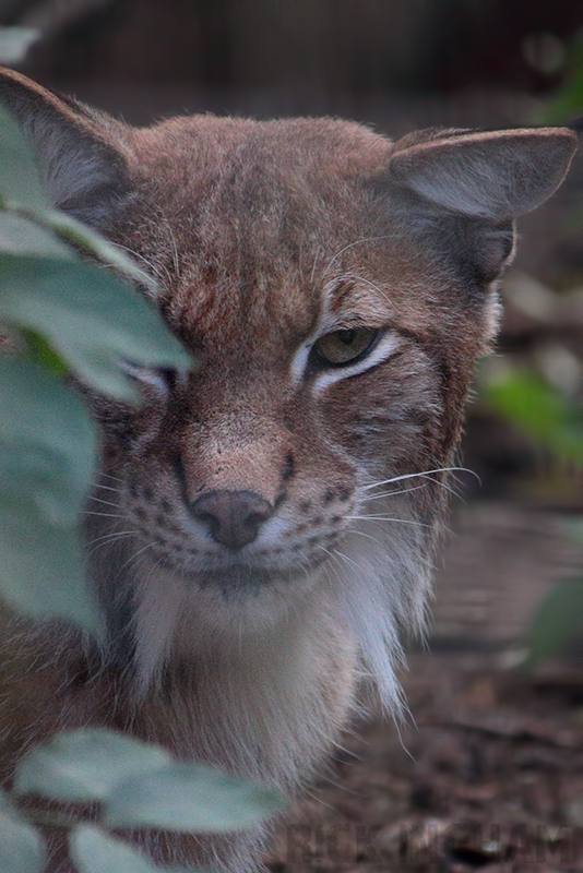 Eurasian Lynx