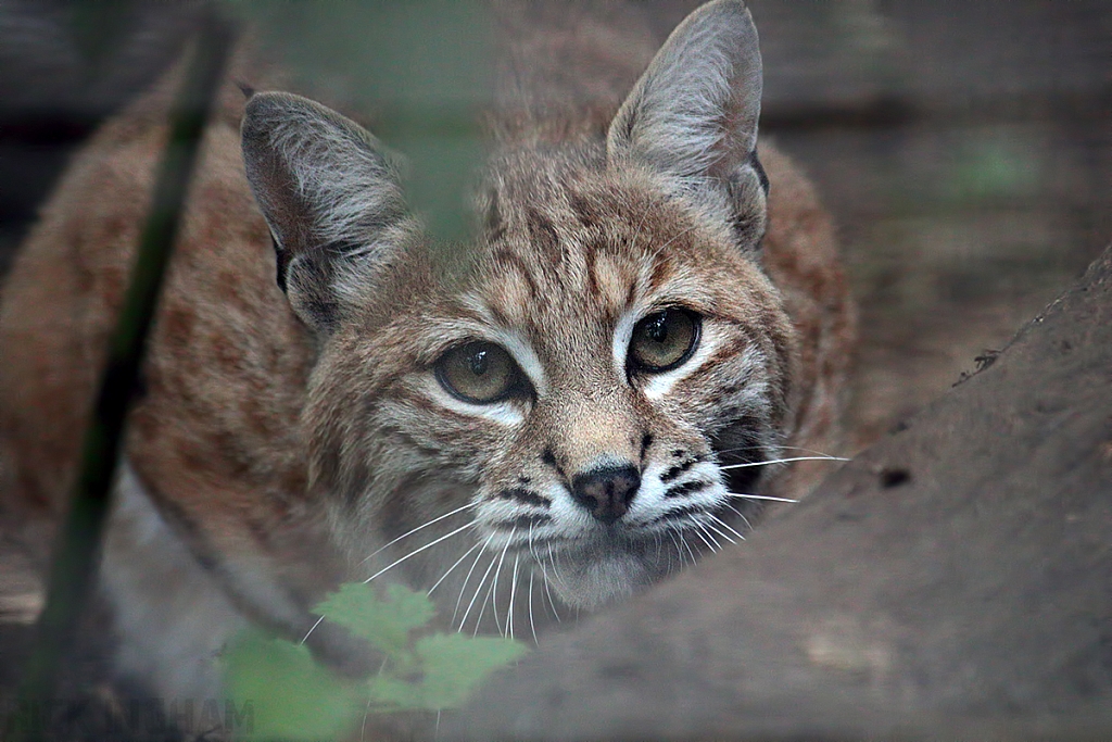 Eurasian Lynx