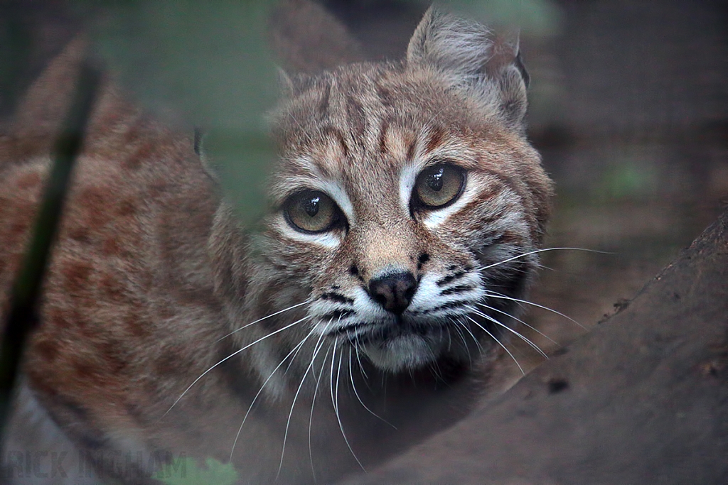 Eurasian Lynx