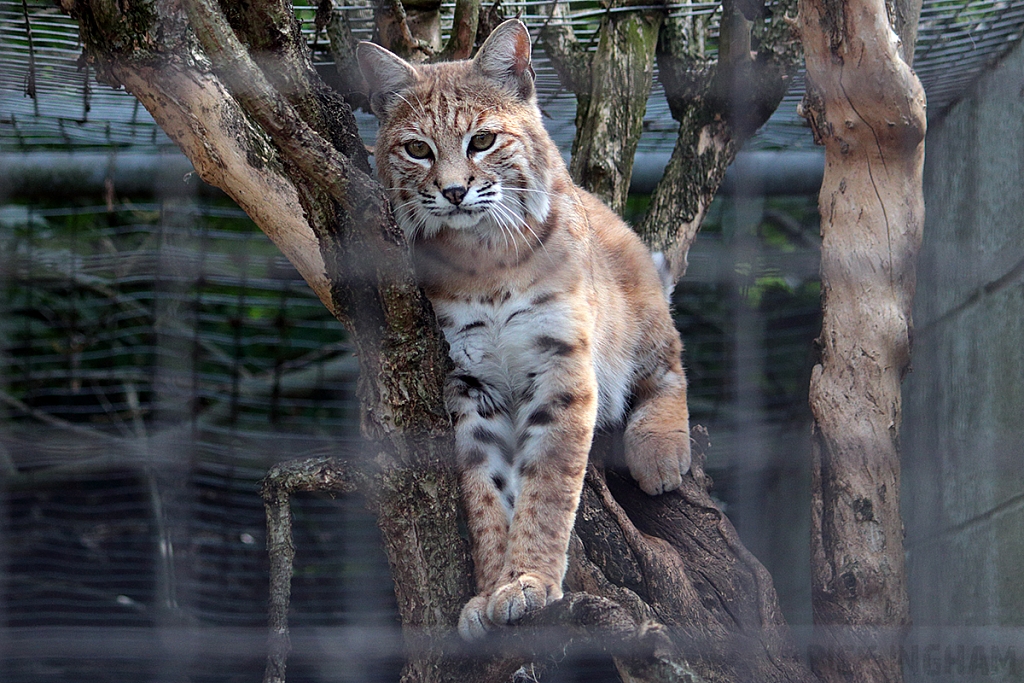 Eurasian Lynx