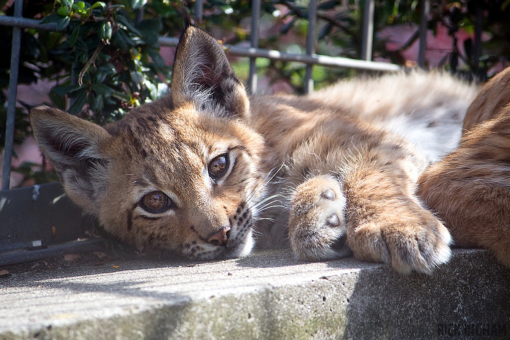 Eurasian Lynx