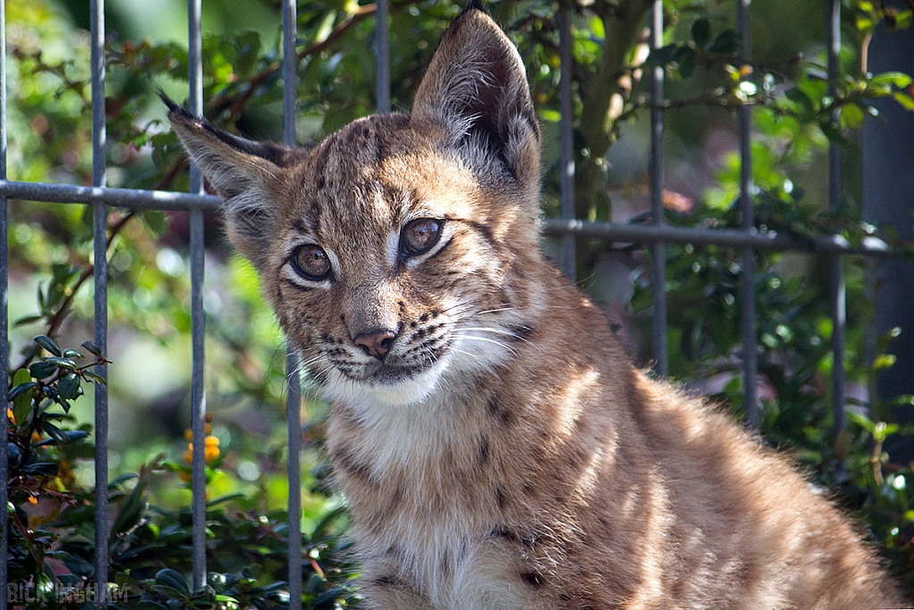 Eurasian Lynx